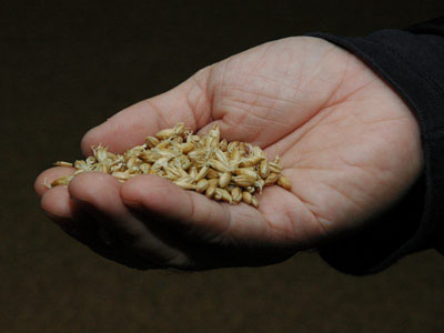 Image:WhiskyMaking Kilned BarleyMalt.jpg