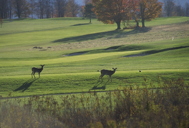 Image:Deer on golf course.jpg