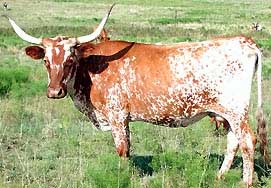 Image:TexasLonghorn.jpeg