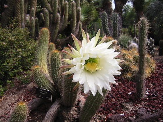 Image:Lightmatter cactusflower.jpg