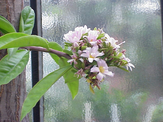 Image:Pereskia grandifolia3.jpg