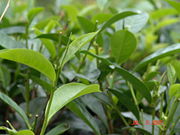 Sri Lanka's most well-known export: Ceylon tea (black)