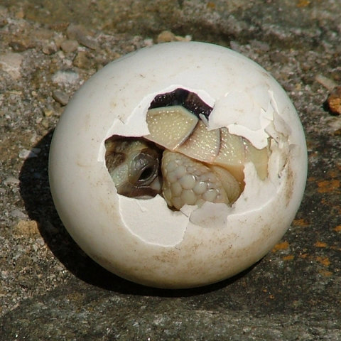 Image:Tortoise-Hatchling.jpg