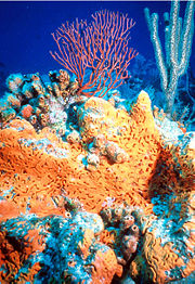A sea sponge is a very simple type of multicellular organism