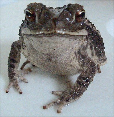 Image:Bufo valliceps.jpg