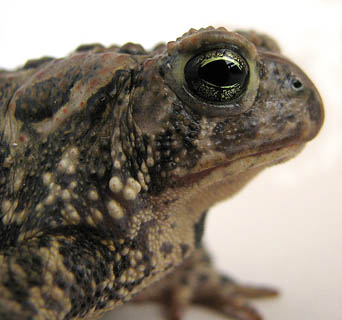 Image:American toad.jpg