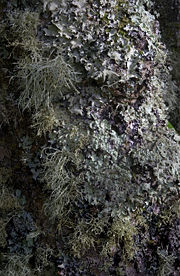 Lichen-covered tree, Tresco, Isles of Scilly, UK. Grey, leafy Parmotrema perlatum on upper half of trunk; yellowy-green Flavoparmelia caperata on middle and lower half and running up the extreme right side; and the fruiticose Ramalina farinacea