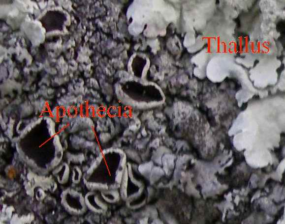 Image:Lichen reproduction.jpg