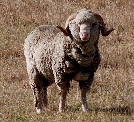 Image:Merino New Zealand.jpg