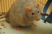 A domesticated rat, suffering from Diabetes mellitus a metabolic disorder being also a common disease among humans.