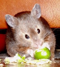 Image:Cashew sable syrian hamster.jpg