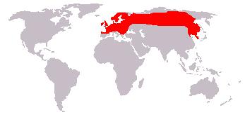 Image:Leefgebied eekhoorn.JPG