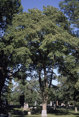 Image:Mature Ulmus rubra in graveyard.jpg