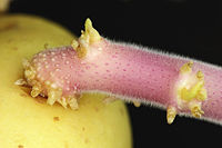 Potato sprout closeup