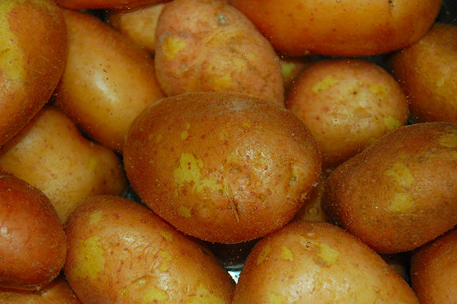 Image:Patates à l'eau.JPG