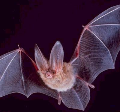 Image:Square-townsend-fledermaus.jpg