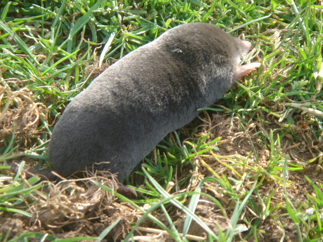 Image:Mole12.png