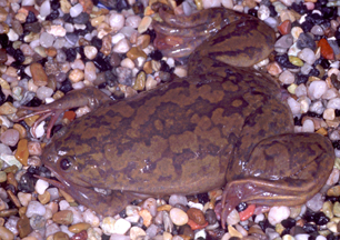 Image:Xenopus laevis.jpg