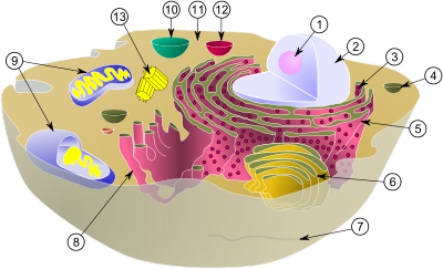 Diagram of a typical animal (eukaryotic) cell, showing subcellular components. Organelles: (1) nucleolus (2) nucleus (3) ribosome (4) vesicle (5) rough endoplasmic reticulum (ER) (6) Golgi apparatus (7) Cytoskeleton (8) smooth endoplasmic reticulum (9) mitochondria (10) vacuole (11) cytoplasm (12) lysosome (13) centrioles within centrosome