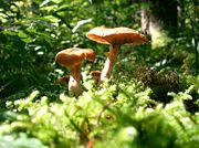 Land-based plants and fungi have been part of nature on Earth for about the past 400 million years. These have needed to adapt and move many times as the continents and climates changed.