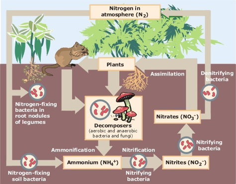 Image:Nitrogen Cycle.jpg