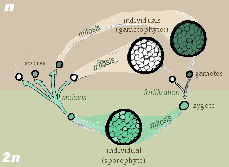 Image:Sporic meiosis.png