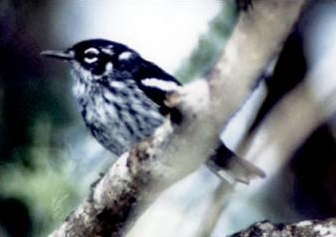 Image:Elfin-woods Warbler.JPG