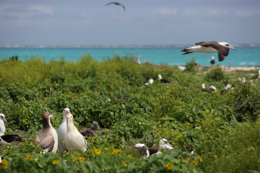 Image:Albatross birds at Northwest Hawaiian Islands National Monument, Midway Atoll, 2007March01.jpg