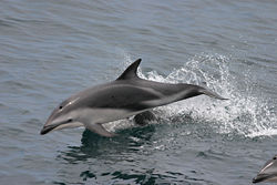 Dusky Dolphin