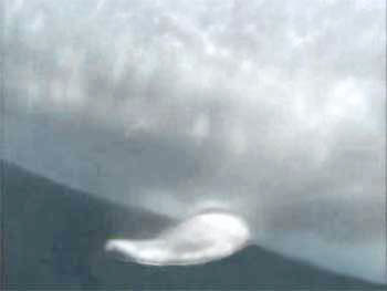 Image:Bottlenose dolphin hind.jpg