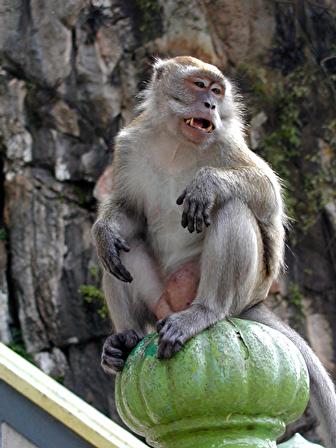 Image:Monkey batu.jpg