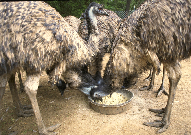 Image:Feeding farmed Emu.jpg
