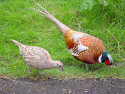 Chinese Ringneck-type male (note grey rump) with very pale female