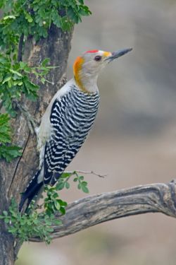 Golden-fronted Woodpecker, Melanerpes aurifrons