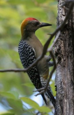 Hoffmann's Woodpecker, Melanerpes hoffmannii