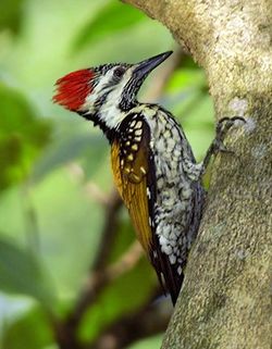 Black-rumped Flameback, Dinopium benghalense