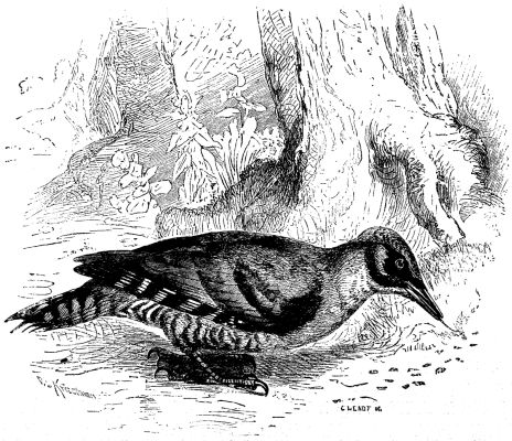 Image:Green Woodpecker - Project Gutenberg eBook 12490.jpg