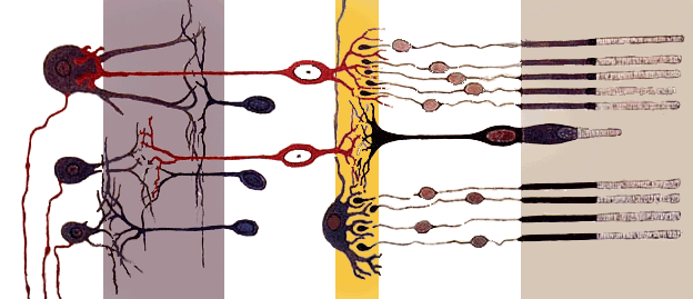 Image:Fig retine.png