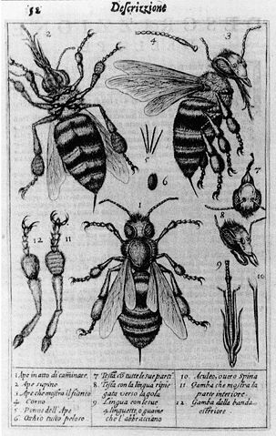 Image:Stelluti bees1630.jpg