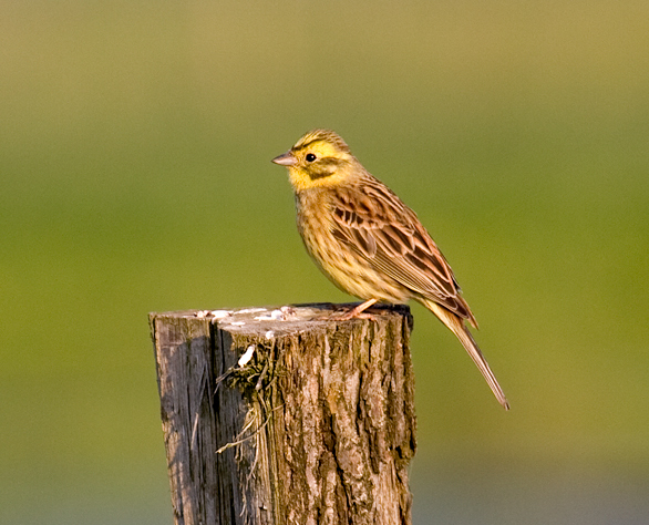 Image:Yellowhammer.jpg