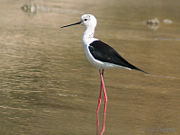 Adult at Hodal in Faridabad District of Haryana, India.