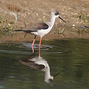 Immature at Hodal in Faridabad District of Haryana, India.