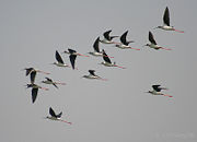 in Kolkata, West Bengal, India.