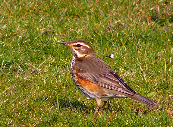 Image:Redwing Turdus iliacus.jpg