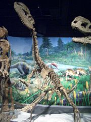 Two mounted Dilophosaurus sinensis skeletons displayed in the Hong Kong Science Museum.