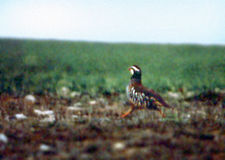 Running Red-legged Partridge