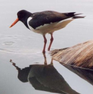 Image:Oystercatcher79a.JPG