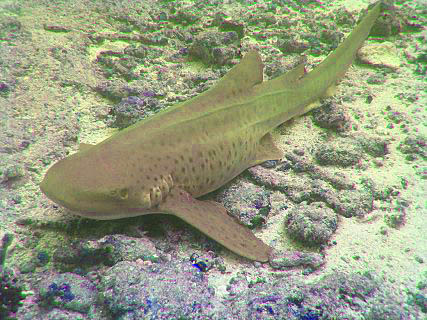 Image:Leopard shark.jpg