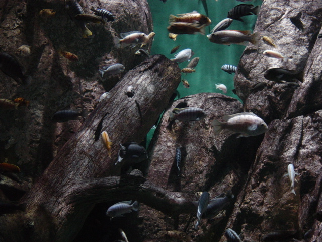 Image:Lake Malawi Aquarium.JPG