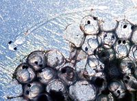 Transparent eggs with the eyes visible, one larva hatched. Observe the yolk.